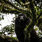 What is Gorilla Trekking?