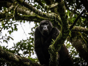 What is Gorilla Trekking?