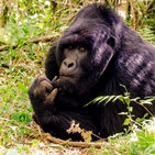Uganda Gorilla Trekking | 5 Day Safari with Offmap Adventures