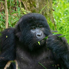 Gorilla feeding