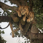 Safaris in Uganda: Exploring the Pearl of Africa with Offmap Adventures