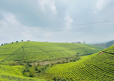 Tea plantation